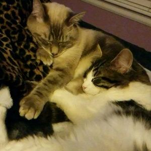 Meet your Posher, Allen